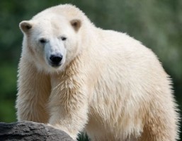 Zoos: 5 star animals to photograph on your holidays