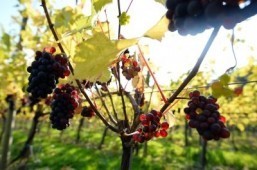 Climate change is good news for English wine