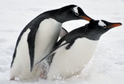 Antarctica, a dream destination for tourists
