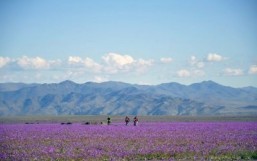 El Nino covers arid Atacama desert in flowers