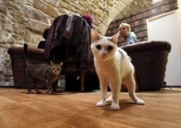 San Francisco set to welcome its first cat café