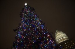 An 88-foot white spruce, the Capitol Christmas Tree at the US Capitol in Washington ©AFP PHOTO / Jim WATSON