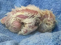 Center seeks more space to save monkey-eating Philippine eagle