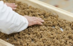 Bugs are recipe for success for French pasta maker