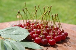 Tart Montmorency cherry juice effective in lowering high blood pressure says new study