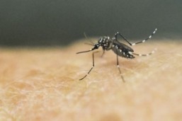 WHO releases new updated guideline on sexual transmission of Zika virus