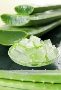 Research suggests aloe vera has beneficial effects for diabetics