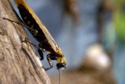 Could cockroach milk be a superfood of the future?