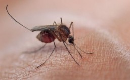Mosquito traps laced with human scent help fight malaria