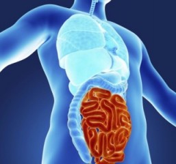 Gut microbiota may have role in neurodegenerative diseases, study finds