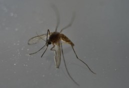 Zika likely to spread in Asia Pacific: WHO