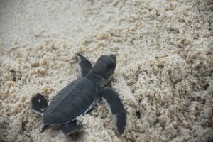 Endangered turtle baby boom in Philippines