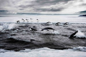 Conservationists call for huge Antarctic marine reserve
