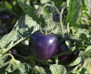 Scientists breed antioxidant-rich purple ‘super tomato’