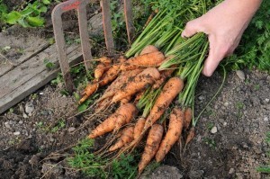 EU, US ink organic food deal