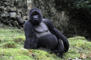 Ape genes show we have gorillas in our midst