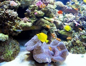 Ocean acidification may be worst in 300 million years: study