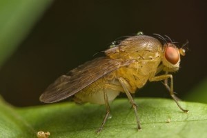 Jilted fruit flies slurp alcohol to forget: study