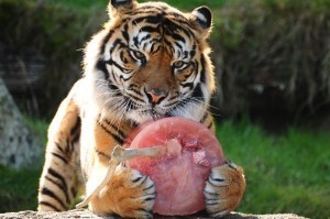 Meat-eating animals lose taste for sweets: study