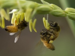 Adventure-seeking bees are a lot like us: study
