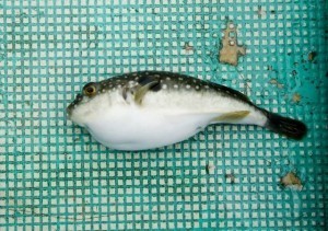 Tokyo to relax rules on poisonous puffer fish