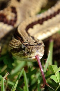 Hisss and hers: When women are best at spotting snakes