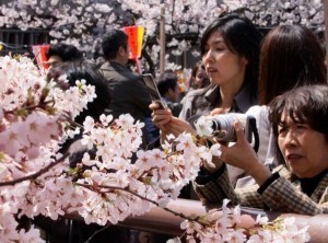 Japan gets back its cherry blossom fever