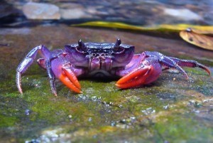 New purple crab species found in Philippines