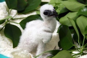 Endangered Philippine raptor bred in captivity
