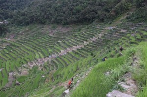 Philippines rice terraces off endangered list: UN