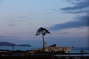 Japan city seeks funds for dying ‘miracle’ pine