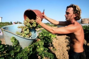 French wine harvest off to flying start