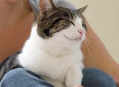 Secrets to Raising a Happy, Healthy Cat