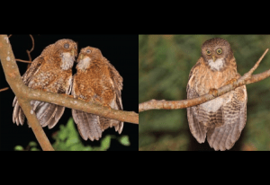 New owl species discovered in Cebu, Camiguin