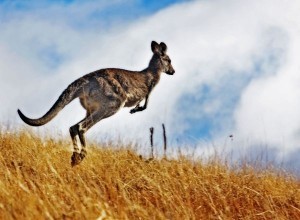 Humans would be also-rans in all-species Olympics: study