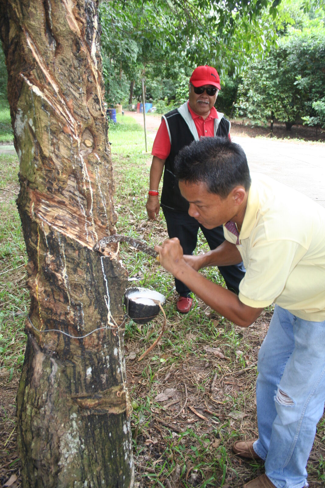Rubber industry aims to double production by 2016 The US Asian Post