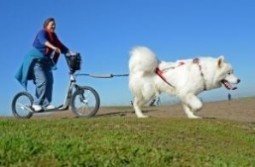 California’s ‘urban’ sled dogs are cool with no snow