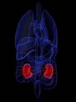 Japan researchers grow kidney tissue from stem cells
