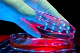 Genetically engineered virus kills cancer: study