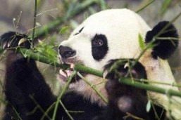 China approves jail for rare wild animal eaters: Xinhua