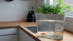 Use your goldfish’s waste to grow tomatoes with the EcoFarm