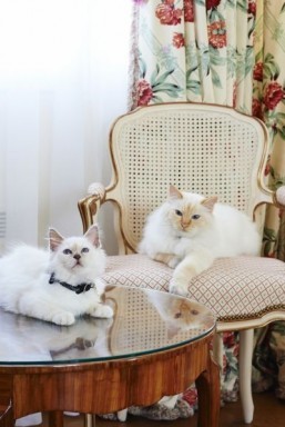 Parisian love of cats reaches luxury hotel market