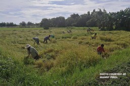 PHL palay output up by 4.61%