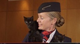 British Airways launches animal channel to de-stress passengers