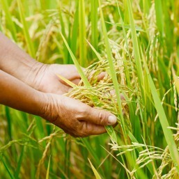 DNA rice breakthrough raises ‘green revolution’ hopes