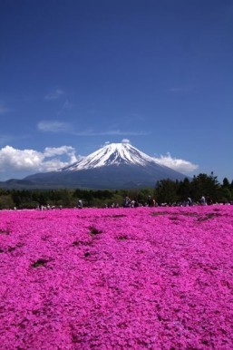 World’s largest tulip festival and Japan foothills among top spots for spring blooms