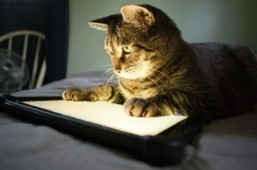 Tablet computer sales losing steam: survey