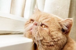 Older cats may get seizures due to certain noises: study