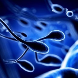 New test for chemicals suspected to damage sperm
