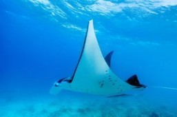 Indonesia announces world’s biggest manta ray sanctuary